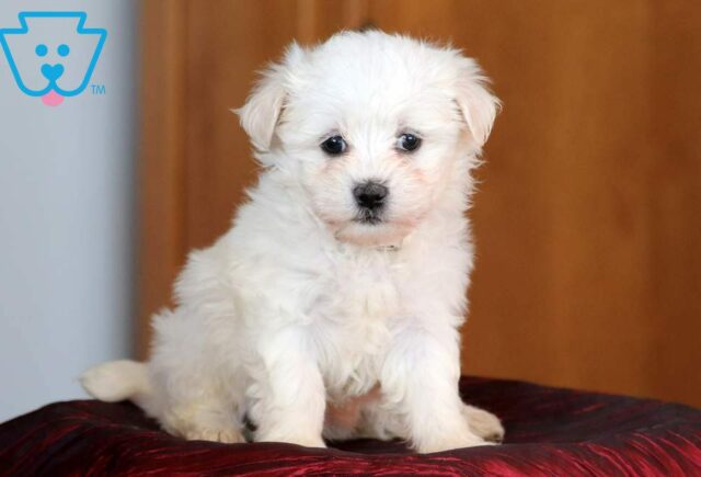Maltese Mix