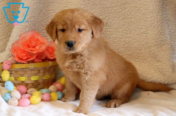 Golden Retriever puppy.