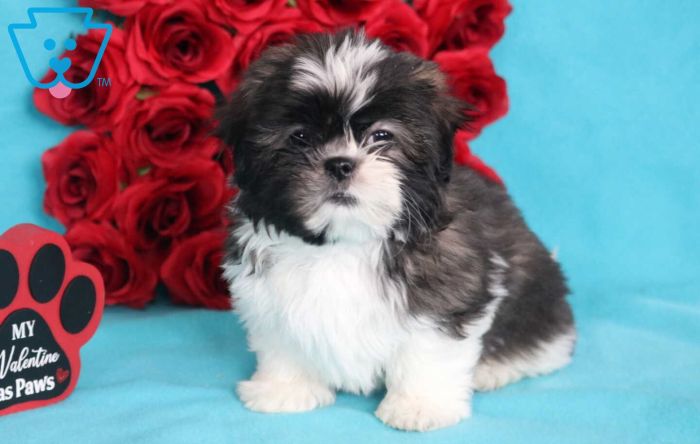 Shih Tzu puppy.