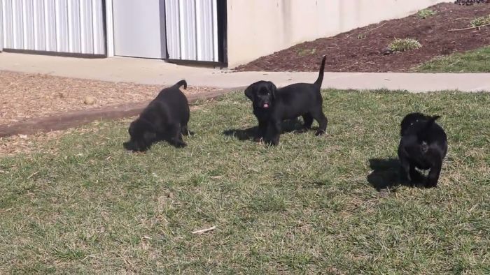 Black Labrador puppies playing in grass.