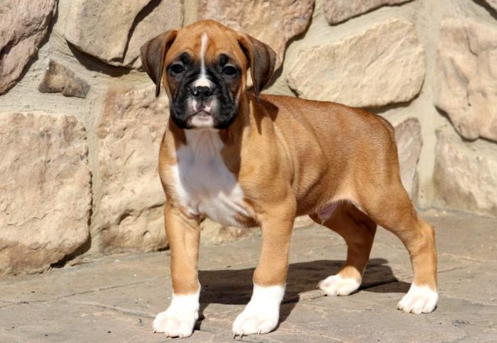 Boxer puppy.