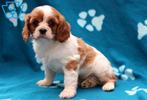 Cavalier King Charles puppy.