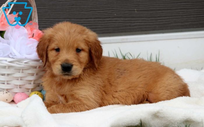 Golden Retriever puppy.