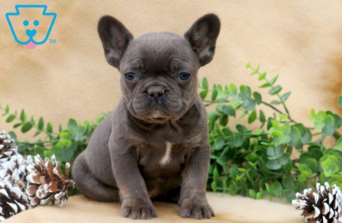 Gray French Bulldog puppy.
