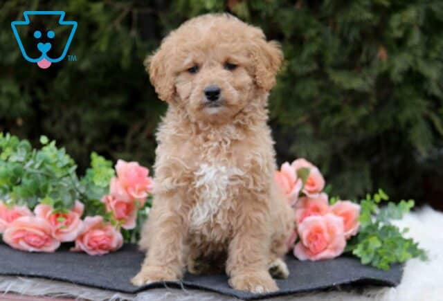 Mini Labradoodle puppy.