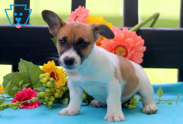 Benson Jack Russell 1-001 image