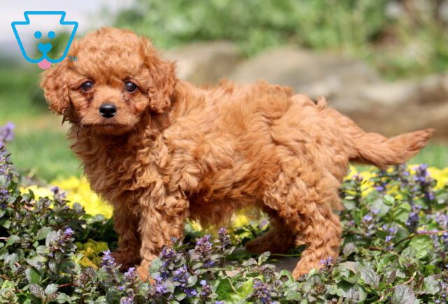 Natasha Cavapoo 1-001 image
