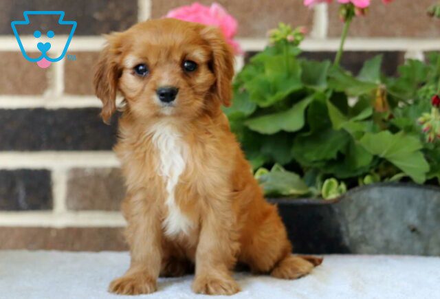 Spot Cavalier2 image