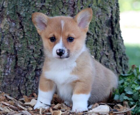 Brownie Welsh Corgi 1-001