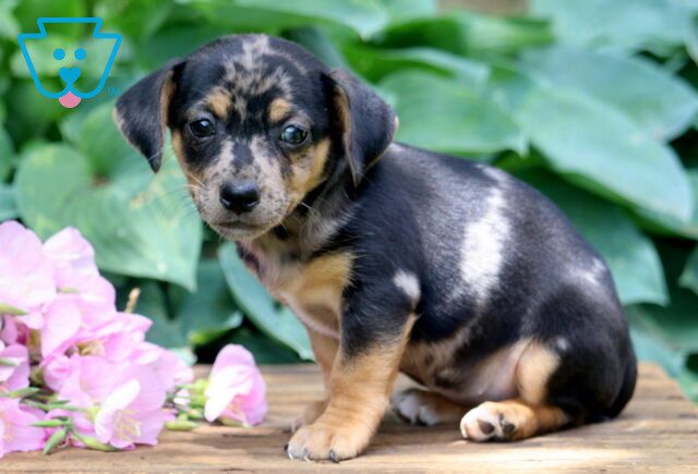 Jessa Jack Russell 1-001 image