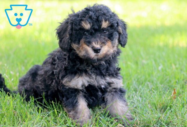 King Mini Poodle 1-001 image