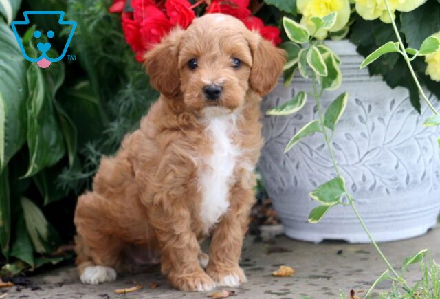 Luka Cockapoo 1-001 image
