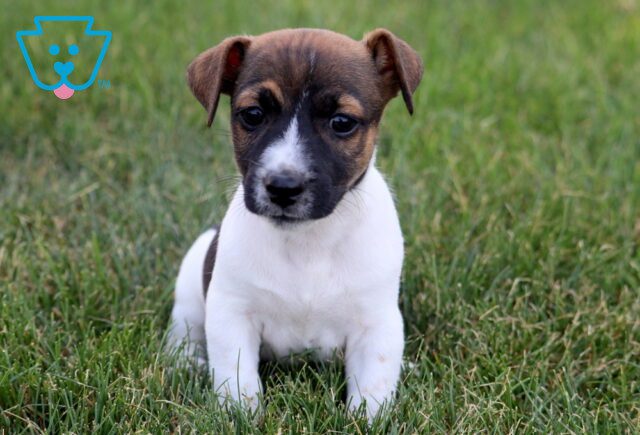 Nathan Jack Russell 1-001 image