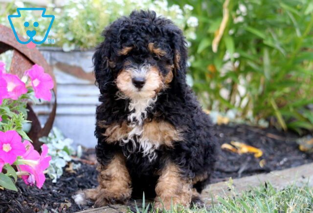 Petey Mini Bernedoodle image