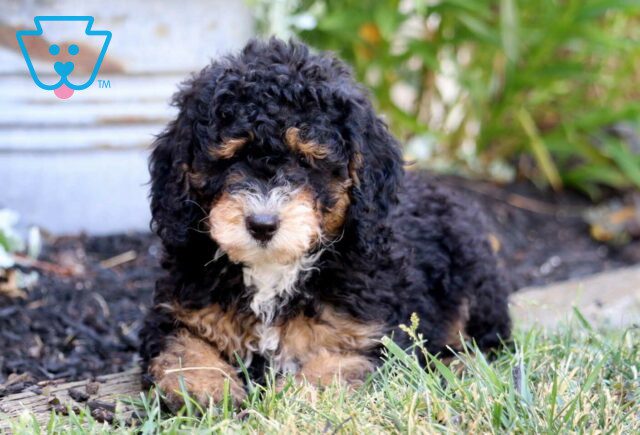 Petey Mini Bernedoodle2 image