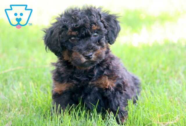 Toby 2-001 image