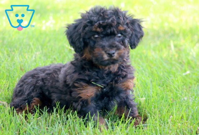 Toby Mini Poodle 1-001 image