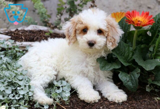 Abigail Mini Poodle2 image