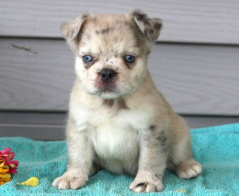 Ace French Bulldog