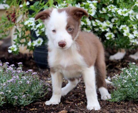 Apple Border Collie 1-001