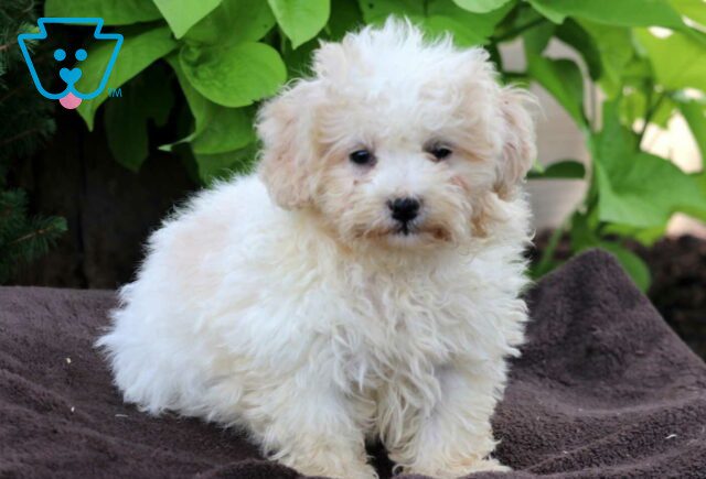 Bingo Maltipoo image