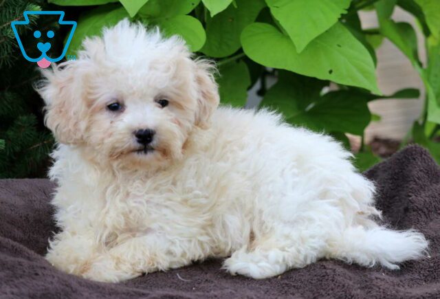 Bingo Maltipoo2 image