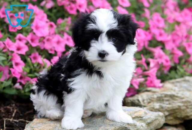 Coco Havanese2 image