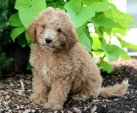 Danny Mini Goldendoodle