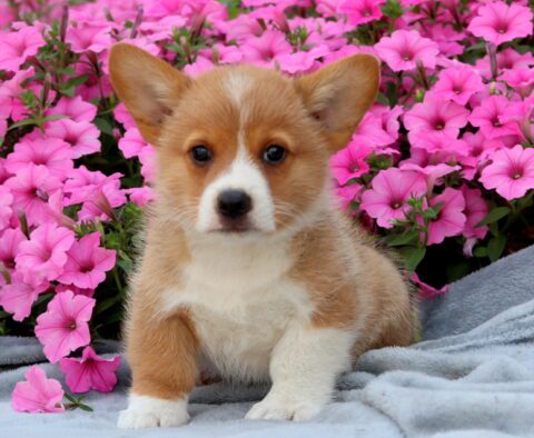 Dash Welsh Corgi 1-001