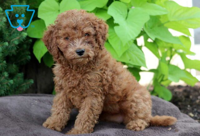 Dorothy Mini Goldendoodle image