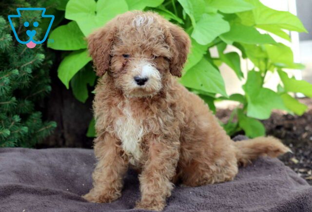 Duke Mini Goldendoodle image