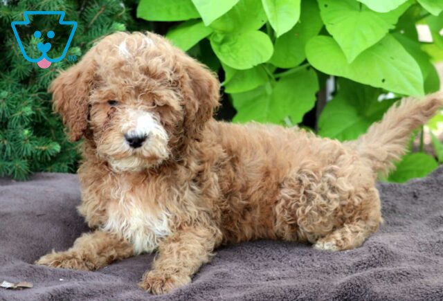 Duke Mini Goldendoodle2 image