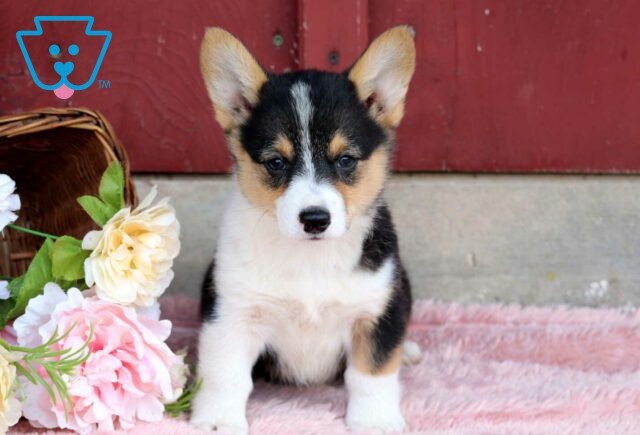 Lilac Corgi image