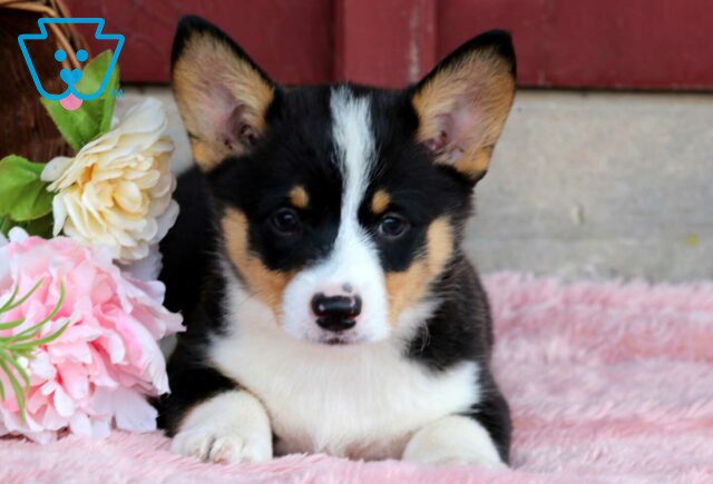 Lilly Corgi image