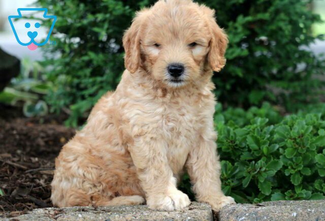 Magic Goldendoodle image