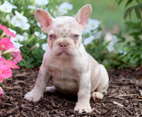 Makayla French Bulldog 1-001