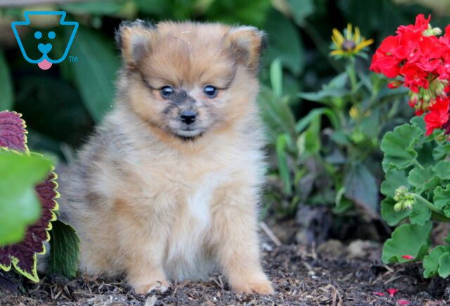 Mandy Pomeranian 1-001 image