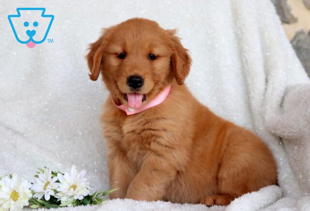 Marcy Golden Retriever 1-001 image