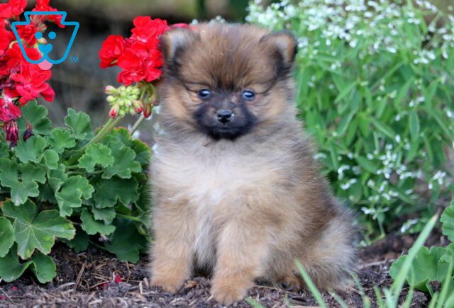 Midnight Pomeranian 1-001 image