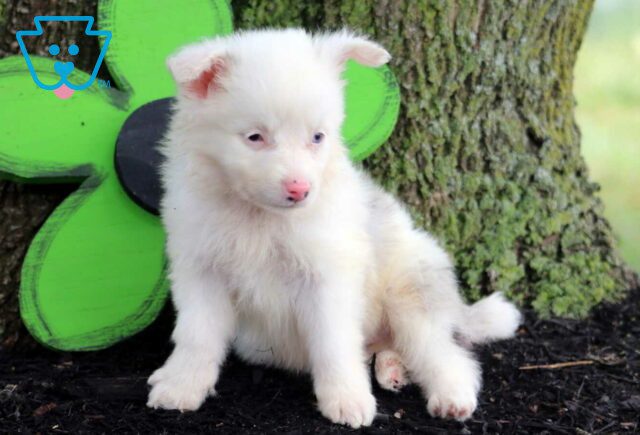 Mini Mini Australian Shepherd image