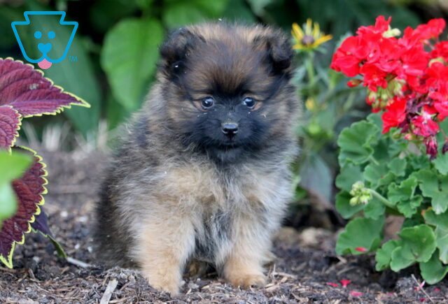 Muffin Pomeranian 1-001 image