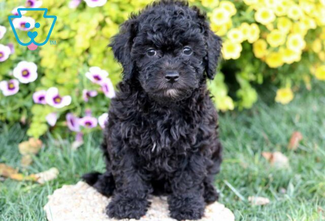 Olivia Poodle Mix image