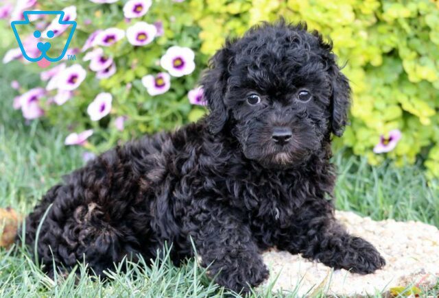 Olivia Poodle Mix2 image