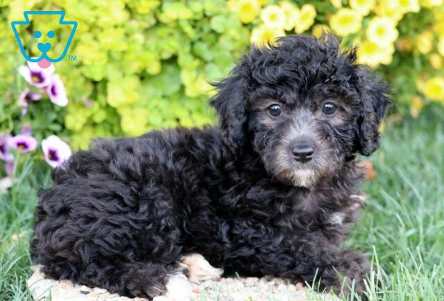 Ottis Poodle Mix image