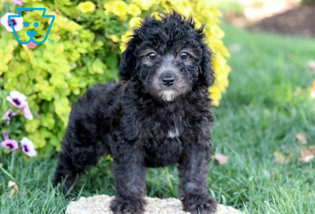 Ottis Poodle Mix2 image