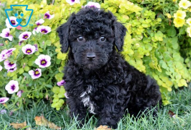 Ozzy Poodle Mix image