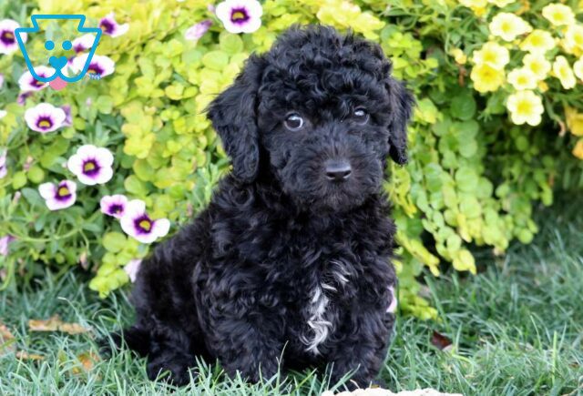 Ozzy Poodle Mix2 image