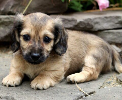 Riggs Mini Dachshund