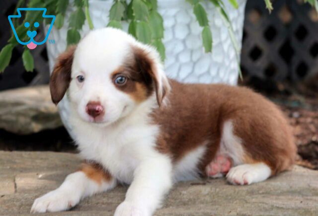 Ross Mini Australian Shepherd image