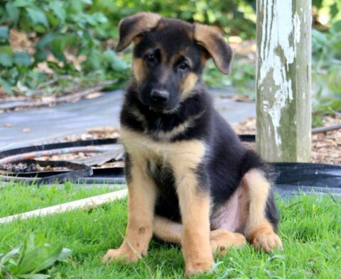 Sonny German Shepherd Retake